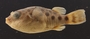 Tetraodon fluviatilis sabahensis 35 mmSL FMNH 105534 lateral